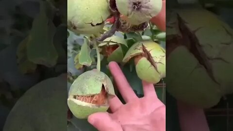 Nuts