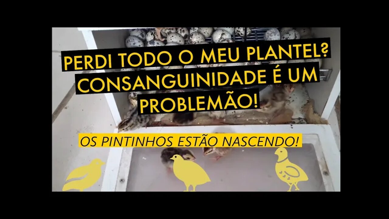 CONSANGUINIDADE NA SUA CRIAÇÃO / PINTINHOS NASCENDO / VIVER DE CODORNA