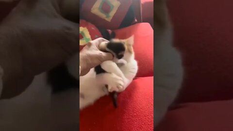 Funny cat videos youtube | Funny videos #shorts #short #viral #youtubeshorts #tiktok #cat #usa