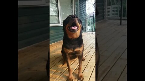 Gorgeous Female Rottweiler 😍#Shorts #rottweiler💖💜💛