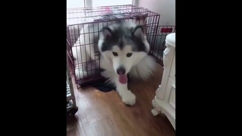 Knock Knock