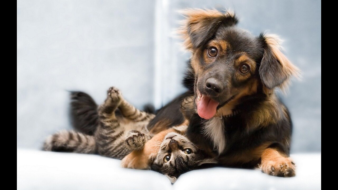 Funny Amazing Animals Dog And Cat