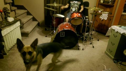 German Shepherd rocks out to drum solo