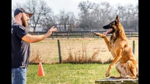 Step by step guard dog training video