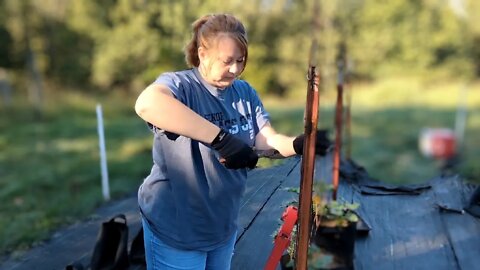 Ripping Up Our Garden To Chase Our Dreams