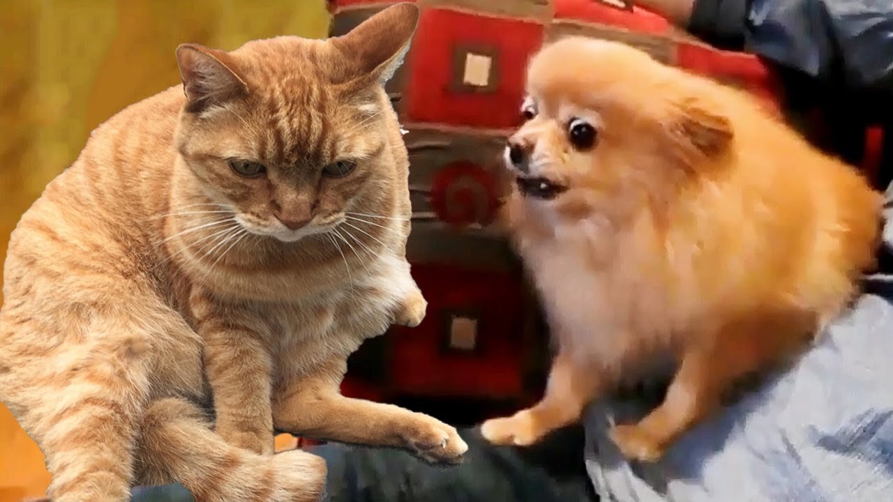 Angry Funny Dogs and Cats