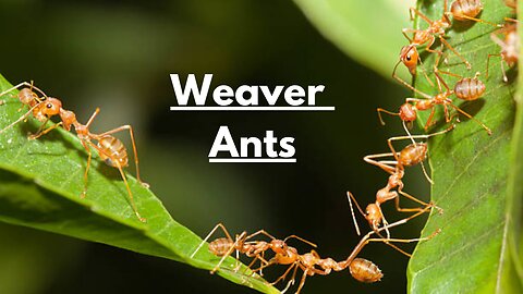 Weaver Ants