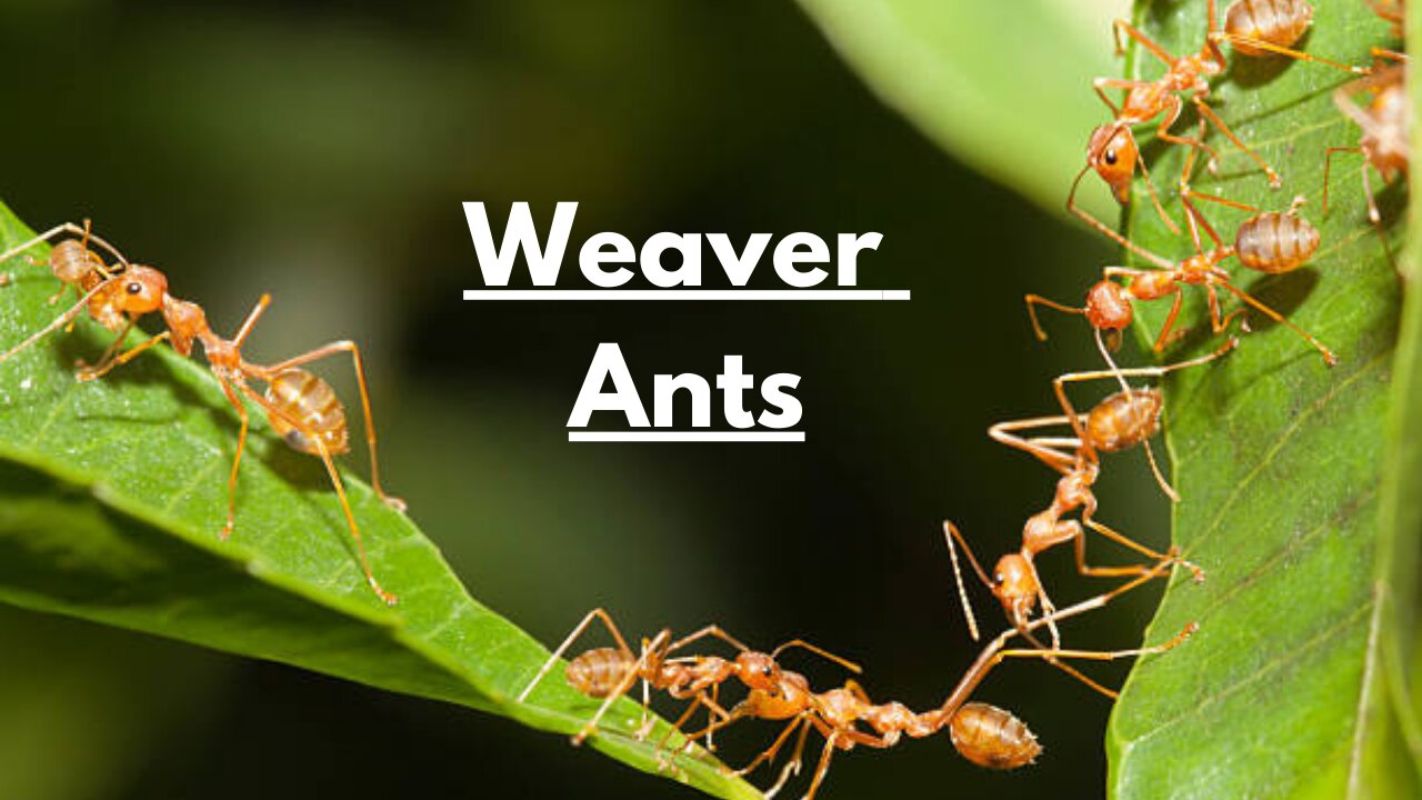 Weaver Ants