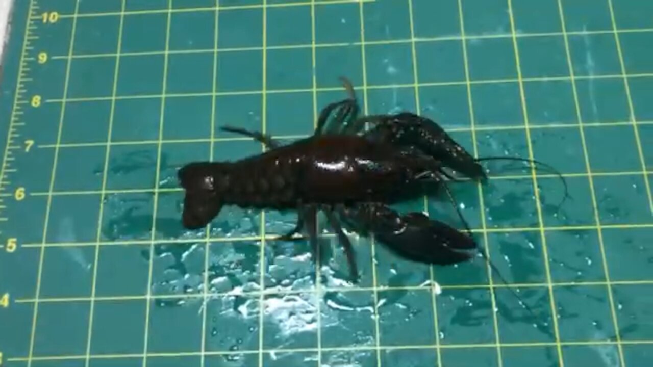 Giant 6” New England Crawfish