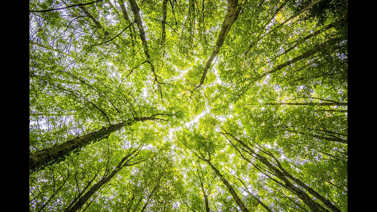 Angels in the Treetops