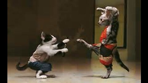 Its Fight time: Persian and Indian Cats brutal fight