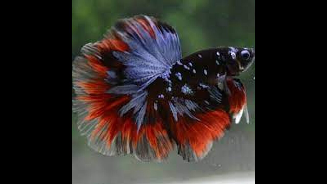 Bettafish Halfmoon avatar