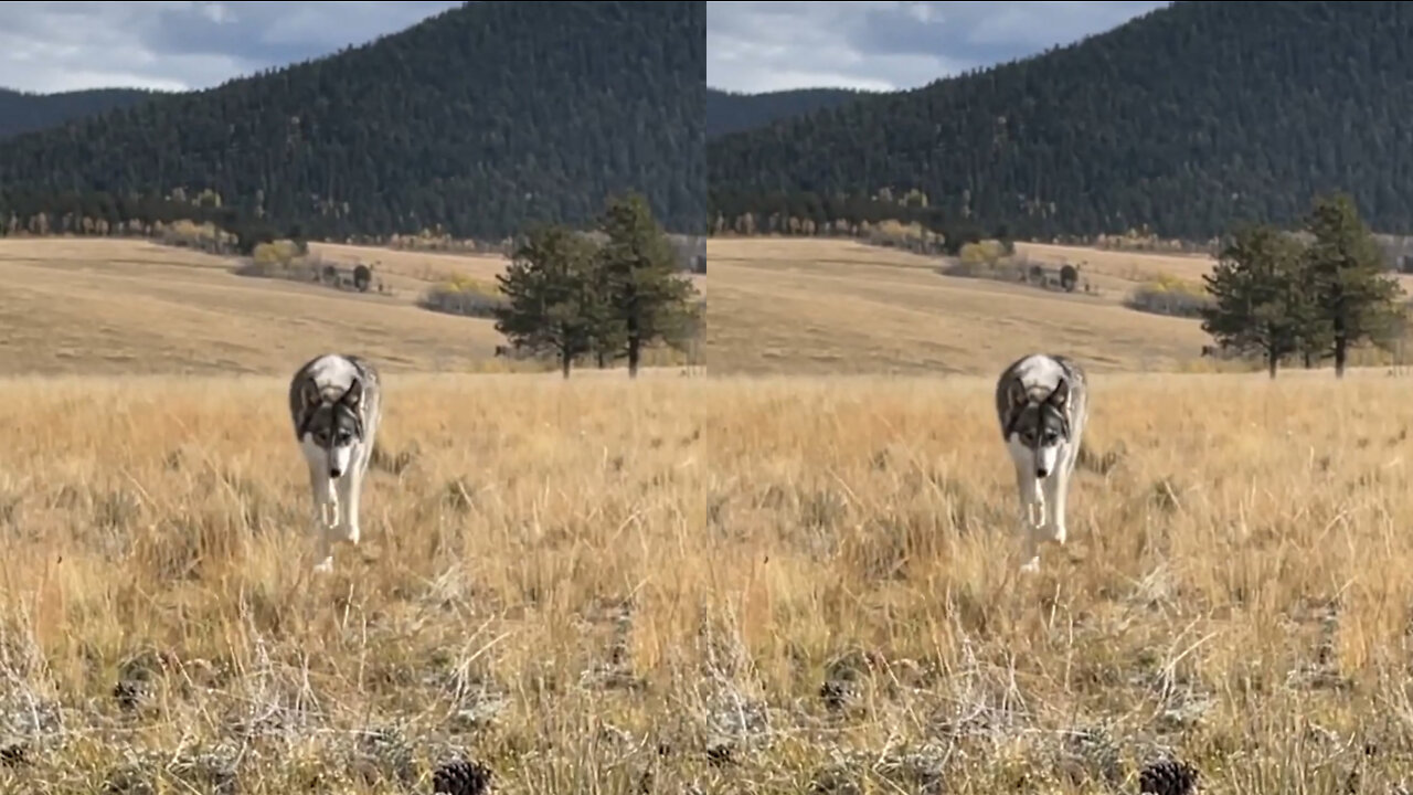Luna The Wolfdog Off Leash In The Great Outdoors Exploring Her World In The Rocky Mountains