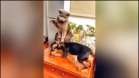 Funny Animal Videos 2023 --- Funniest Dogs and Cats Videos