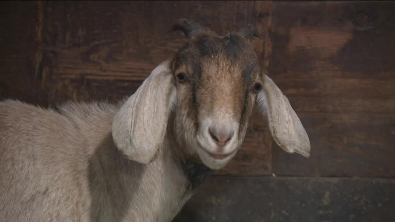 Tiny Hooves founder shares story of attack at Union Grove animal sanctuary