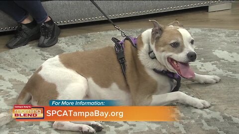 Pet Patrol | Morning Blend