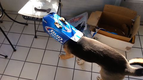 Curious Dog Goes Where No Dog Has Gone Before