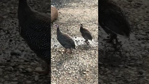 The brave adventures of two baby Guinea fowl