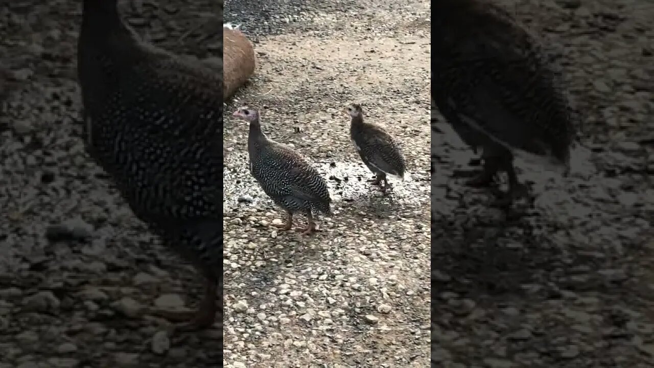 The brave adventures of two baby Guinea fowl