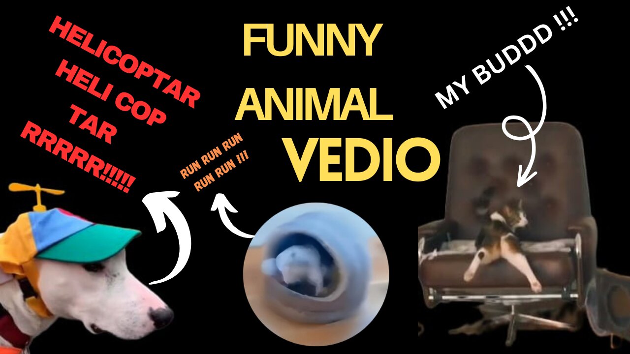 Doggy Helecopter Cat Showing BuDDDD | Funny Animal Vedio | 2023