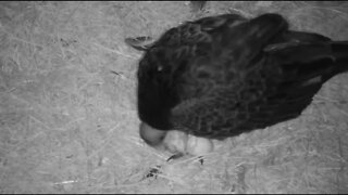 Congratulations Mom and Dad on the hatch of first baby. Approx. 2:27 am Missouri 5-30-31