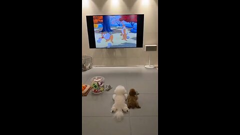 Dogs watching cartoons! #doglover #dogsoftiktok #cutepets