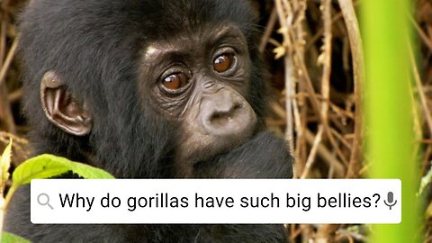 Why Do Gorillas Have Such Big Bellies? | Weird Animal Searches | BBC Earth