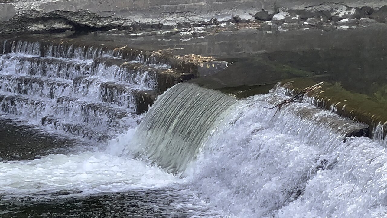 Salmon run Humber River 2022 edition 11