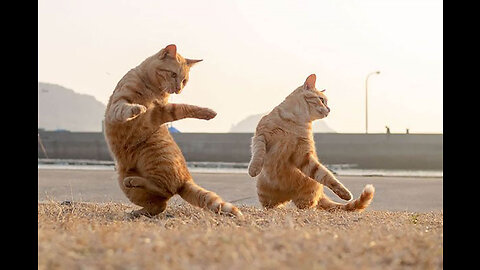 Cat dance. Salsa Cat. Funny cat