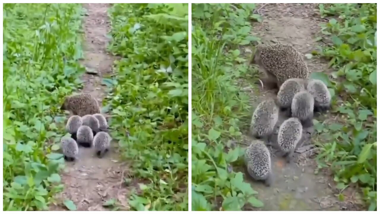 Hedgehog kids funny behavior when with their mother