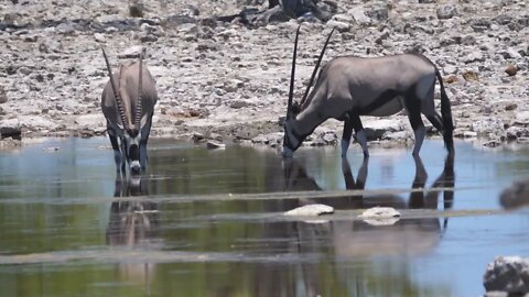 Two gemsbok drinking from a pond