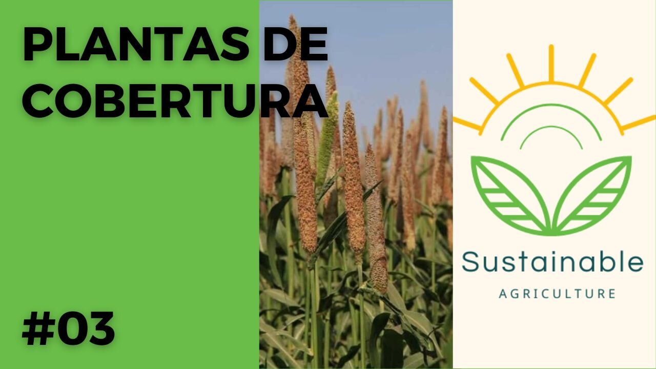 Principais Plantas de Cobertura (PRIMAVERA/VERÃO) utilizadas na Agricultura