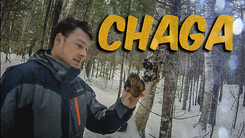 Chasse au Chaga et croiser le chemin d'un Lynx