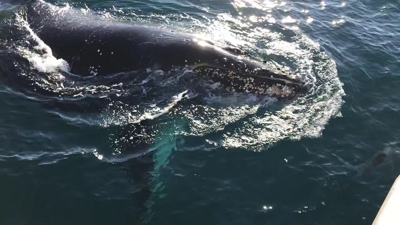 Whale hits Whale watching boat