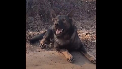 Funny. Smart dogs saves people. Heart touching video about dogs 😍🐶Part 1