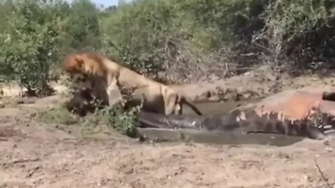 Lion carrying giraffe -Amazing RAW Strength - Daily Dose of nature