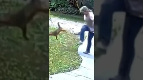 Rabid Fox attacks woman. Woman fights back #shorts #foxattack #animals #youtubeshorts