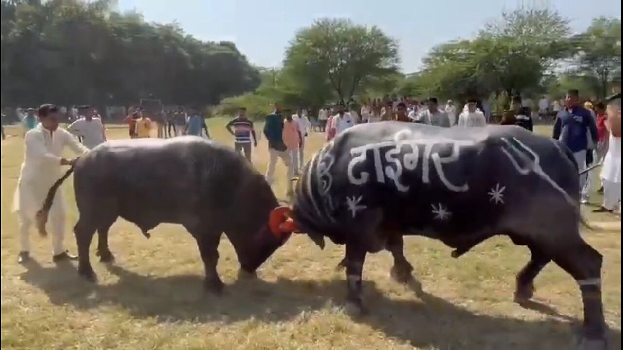 Buffalo Fight Local in village (Tiger and bahubali buffalo fight) - part -2