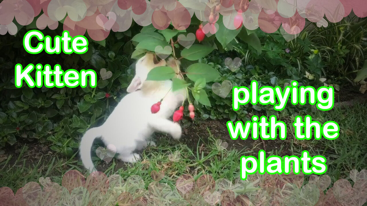 💖💖Cute kitten playing with the plants💖💖