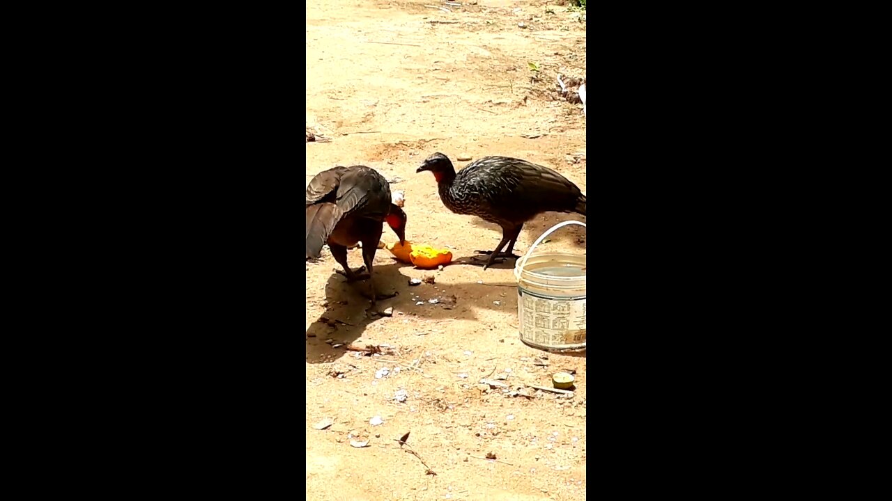 Jacu e sua família deliciando-se com mamões frescos na terra Jacuaçu, jacuguaçu, guans