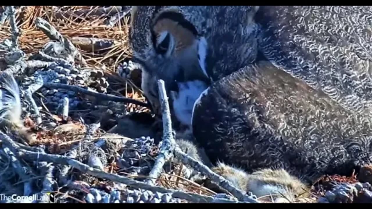 Owlet Feeding Close-up 🦉 2/23/22 16:22