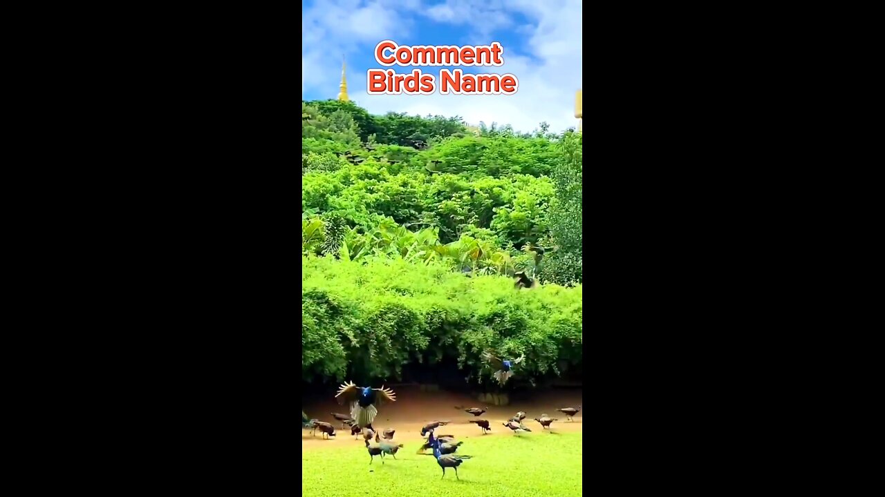 Which Birds are these? | এগুলো কি পাখি?