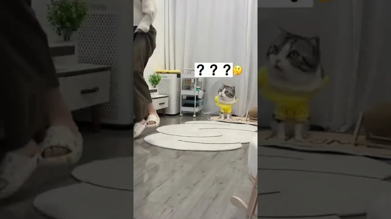 nakalchi billi || catch funny videos