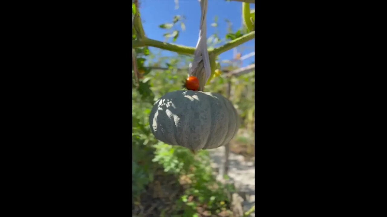 Squash pumpkins in the vegetable garden in the backyard: 后院菜园里的南瓜. #shorts