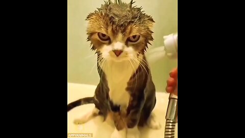 cats funny video