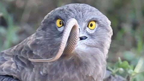 Eagle Swallows Live Snake