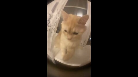 cat screaming into camera