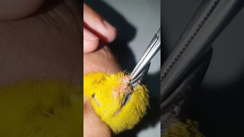 Worms removal from Bird’s cheek - blackheads removal