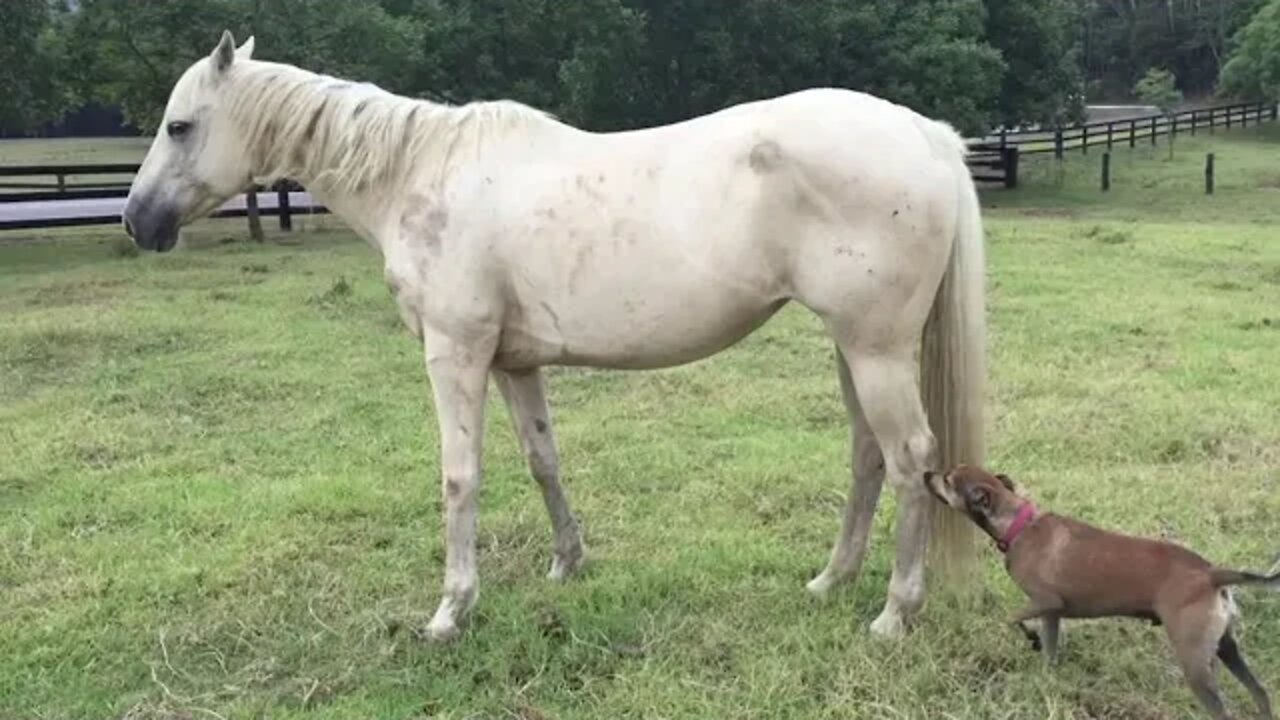 Renamed the horse to Angel. She was wormed this morning, settling in nicely