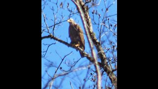 Sneaking up on a Bald Eagle